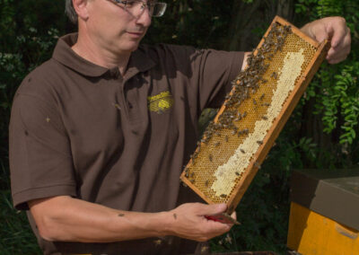 Dieses Bild zeigt Josef Stich von der Imkerei BienenStich aus Manhartsbrunn, Österreich. BienenStich ist ein kleiner Familienbetrieb in der Nähe von Wien und es wird in der Imkerei hochwertiger BIO-Honig hergestellt.