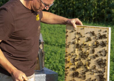 Dieses Bild zeigt Josef Stich von der Imkerei BienenStich aus Manhartsbrunn, Österreich. BienenStich ist ein kleiner Familienbetrieb in der Nähe von Wien und es wird in der Imkerei hochwertiger BIO-Honig hergestellt.